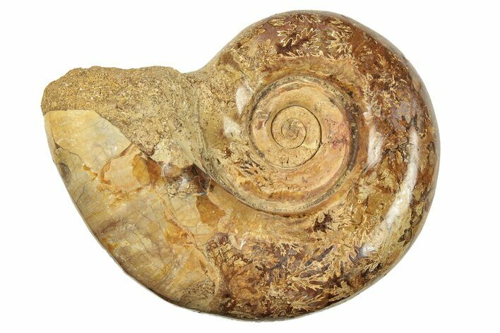 Jurassic Ammonite (Hemilytoceras) Fossil - Madagascar #226736
